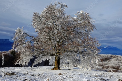 Foto Arbre givré