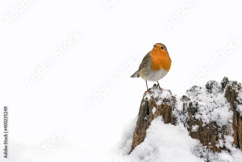 Beautiful European Robin (Erithacus rubecula) perched on a tree trunk covered with snow in the forest of national Park Hoge Veluwe in the Netherlands.  © Albert Beukhof