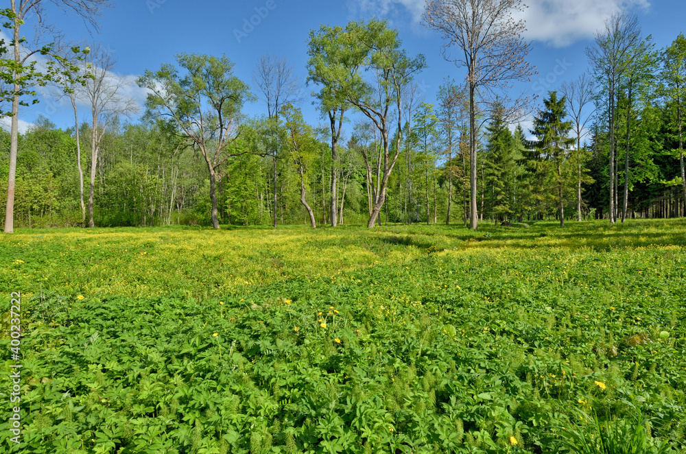 A large clearing in the forest.