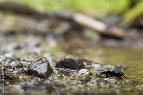 Macro image of an insect in Germany