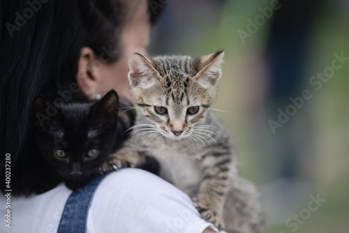 Brown and black cute young kittens sitting on women's shoulder