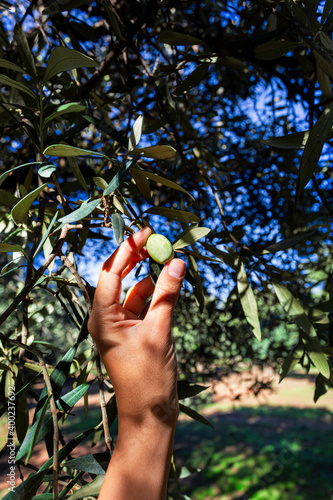 Hand of young woman holding in her hand an olive branch with green olive. Olive harvest