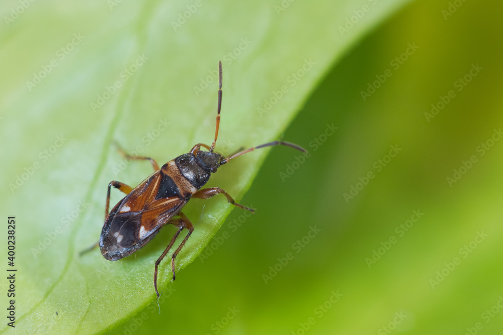 Macro image of an insect in Germany Macro image of an insect in Germany