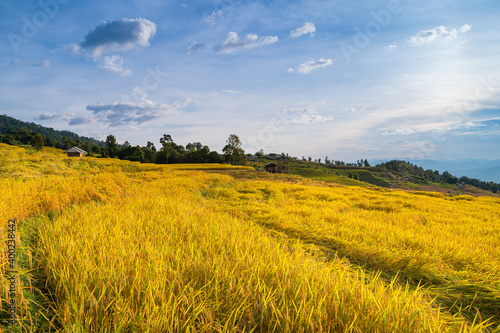 Rice terrace field in Ban Pa Bong Piang village in Mae Chaem District, Chiang Mai Province, Thailand