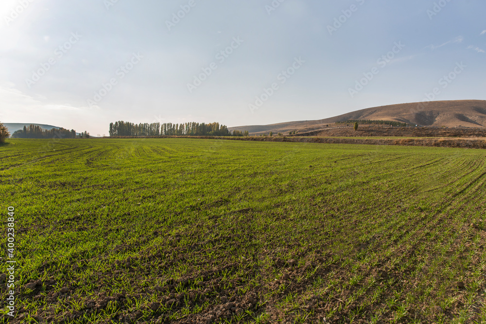 A field of greenery planted in December, different plants and trees at the edge of the field, sun and sky in the background A field of greenery planted in December, different plants and trees at the edge of the field, sun and sky in the background