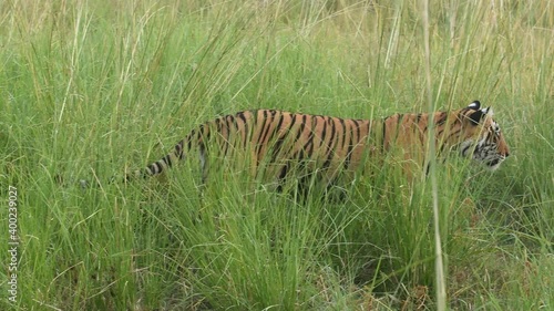 full shot a wild female royal bengal tiger on territory marking during safari at ranthambore national park or tiger reserve sawai madhopur rajasthan india - panthera tigris tigris photo