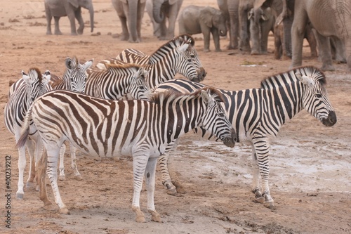 Steppenzebra im Addo-Nationalpark, Südafrika. Das Steppenzebra ist die häufigste Zebra-Art in Afrika.