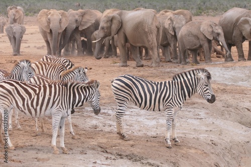 Steppenzebra im Addo-Nationalpark  S  dafrika. Das Steppenzebra ist die h  ufigste Zebra-Art in Afrika.