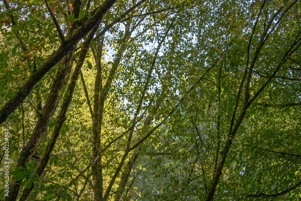 Subtropical trees in the Caucasus Mountains of Sochi, hot summer day. Subtropical trees in the Caucasus Mountains of Sochi, hot summer day.
