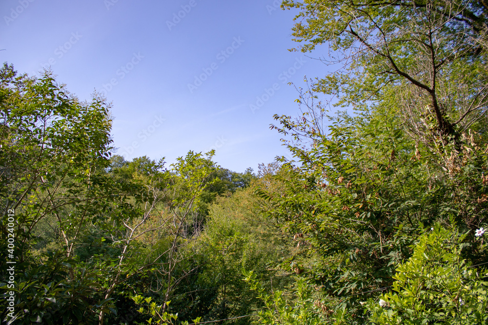 Subtropical trees in the Caucasus Mountains of Sochi, hot summer day. Subtropical trees in the Caucasus Mountains of Sochi, hot summer day.