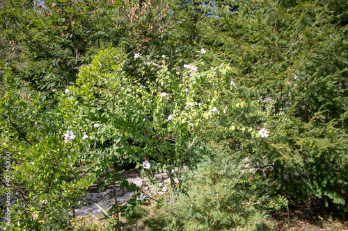 Fototapeta Naklejka Na Ścianę i Meble -  Subtropical trees in the Caucasus Mountains of Sochi, hot summer day.