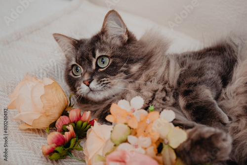 Grey cat with long hair near some flowers.