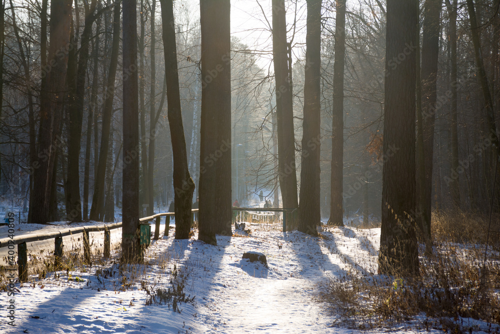 Naklejka premium road in the winter forest