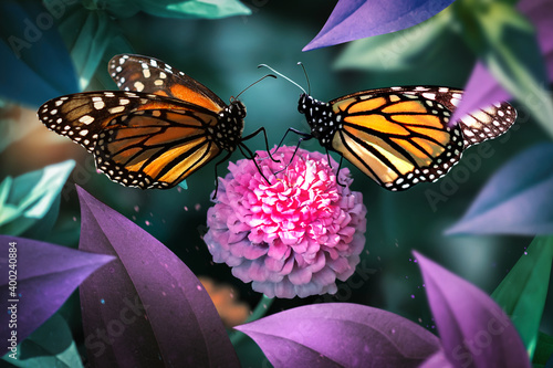 Photos Lovely monarch butterflies on pink flowers in a fairy garden