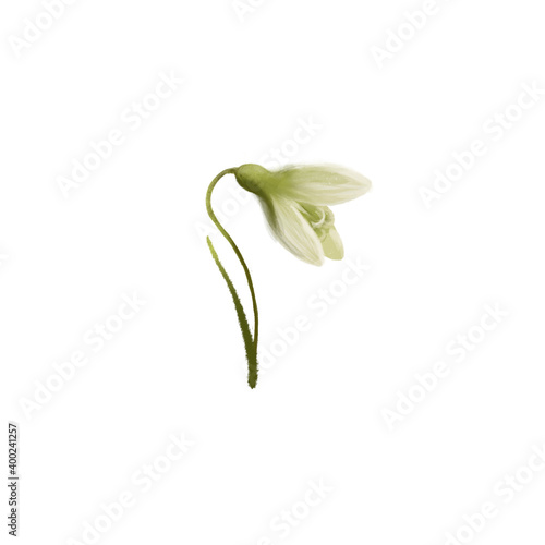 Beautiful snowdrop flowering plant hand drawn realisric illustration on white background