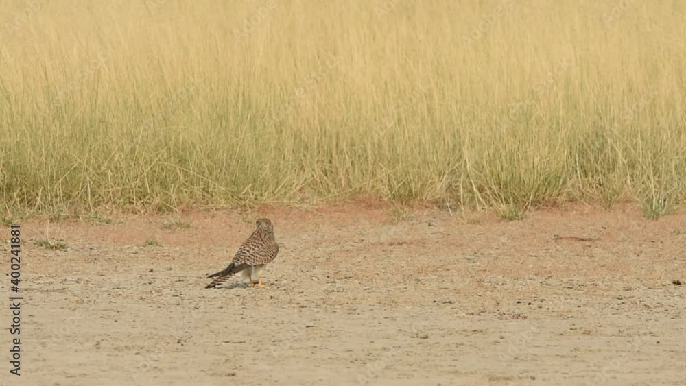 Full shot of Common kestrel or european kestrel or Falco tinnunculus irritated by ants and then running on ground during winter migration at tal chhapar blackbuck sanctuary churu rajasthan india Full shot of Common kestrel or european kestrel or Falco tinnunculus irritated by ants and then running on ground during winter migration at tal chhapar blackbuck sanctuary churu rajasthan india