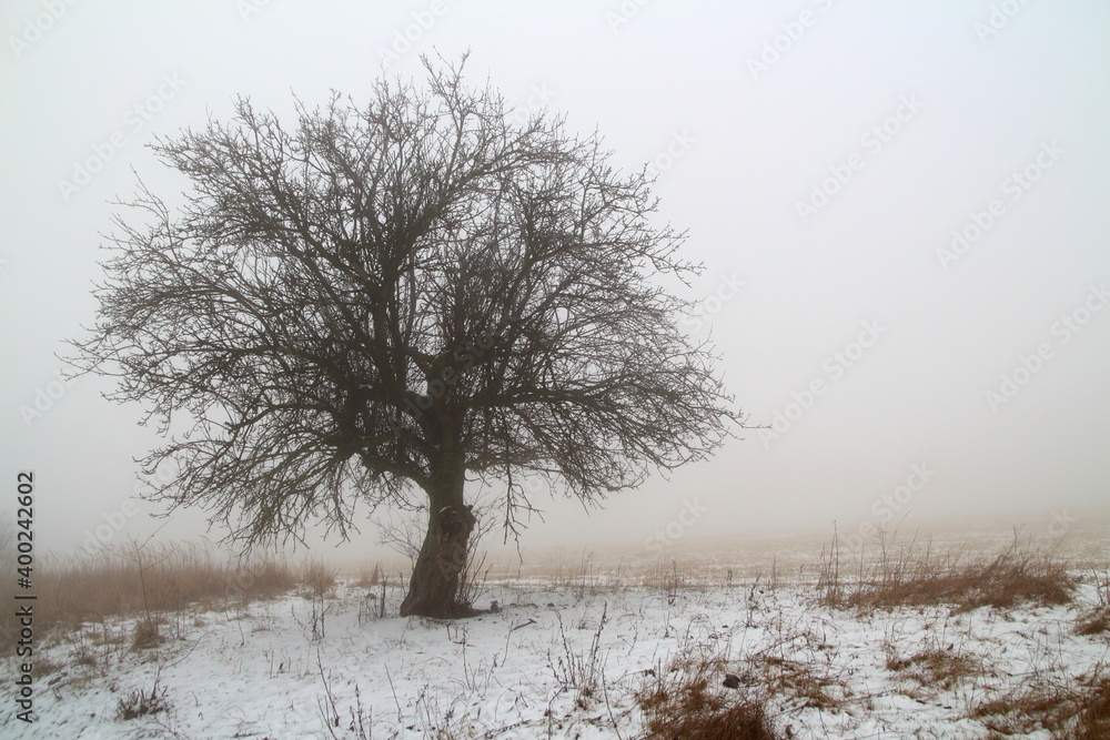 Fototapeta premium tree in the snow