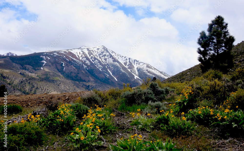 A native plant, woolly mules ear,  Wyethia Mollis, blooming in the eastern Sierra Nevada Mountains,  California.
