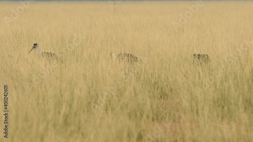 wide shot of woolly necked stork or whitenecked stork flock walking and crossing in natural tall elephant grass at grassland of tal chhapar sanctuary churu rajasthan india - Ciconia episcopus photo