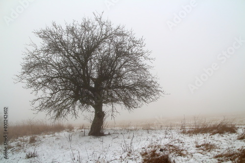 tree in the snow