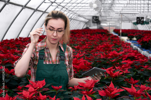 woman agronomist in a greenhouse with blooming poinsettia works with data in an electronic tablet photo