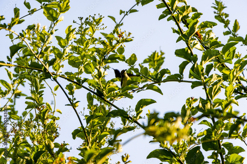 Fototapeta premium yellow bird and flowers on the branch
