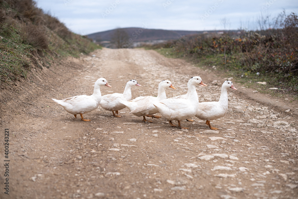 Five geese on the road in the village Five geese on the road in the village