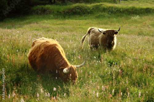 cows in the meadow