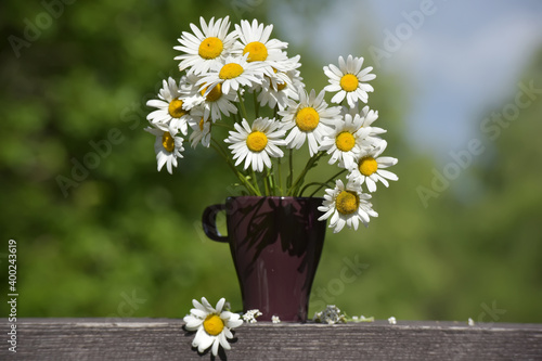 daisies in a mug on the nature photo