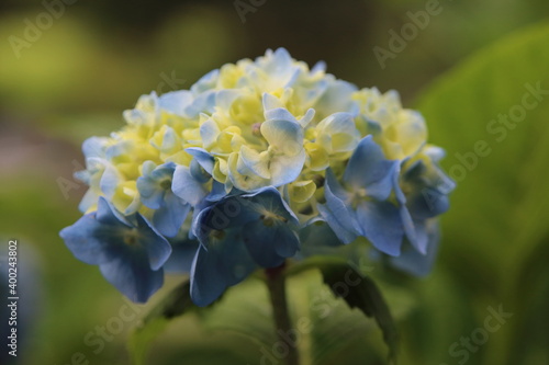 blue and yellow flower