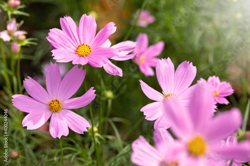 Pink cosmos flowers in the garden