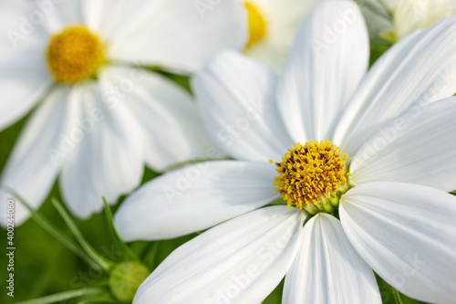 Close up white cosmos flowers in the garden