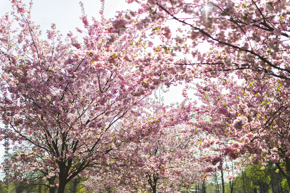 pink sakura trees Japanese cherry blossom park branches sunny sunlight daylight sunshine genus Prunus pink sakura trees Japanese cherry blossom park branches sunny sunlight daylight sunshine genus Prunus
