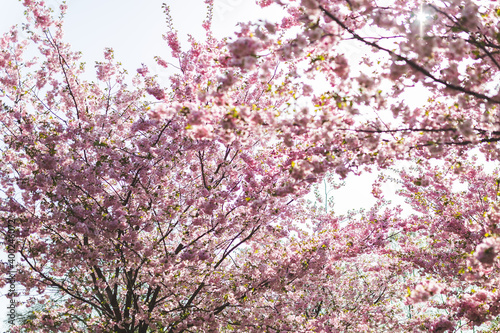 pink sakura trees Japanese cherry blossom park branches sunny sunlight daylight sunshine genus Prunus
