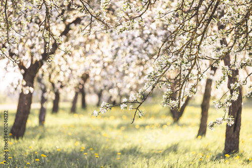 Fotografie spring apple trees blossoming blooming white flowers sunset sunshine sunny branc