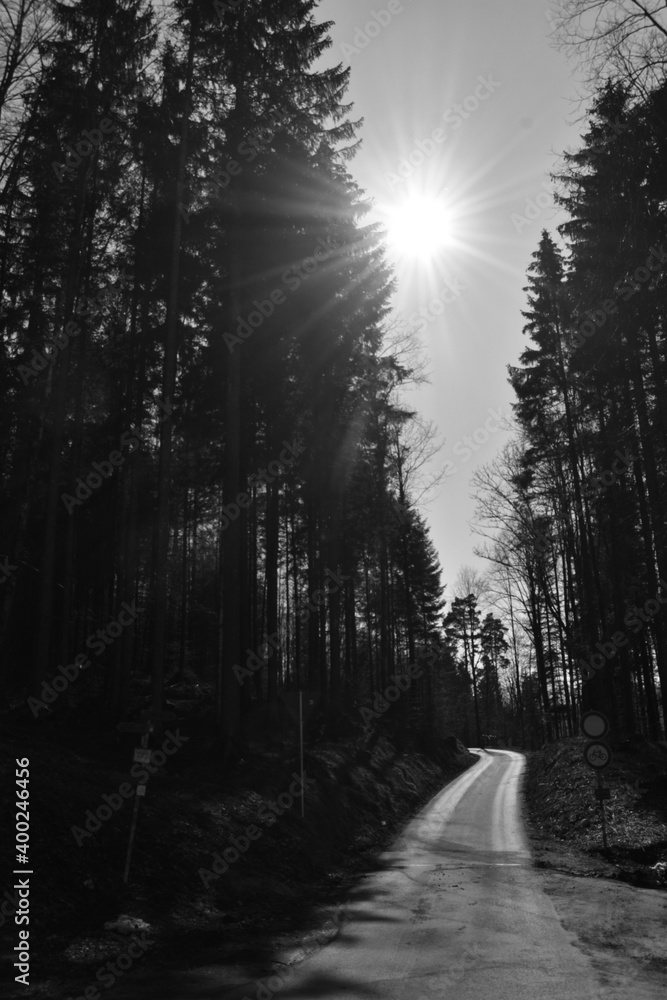 Obraz premium fog in the forest