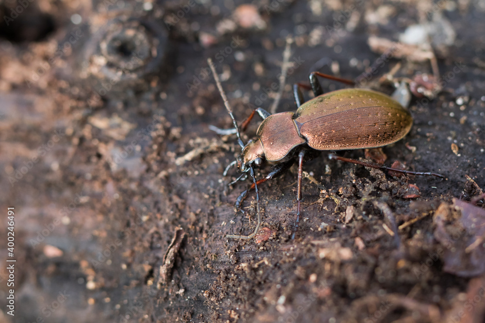 Macro image of an insect in Germany Macro image of an insect in Germany