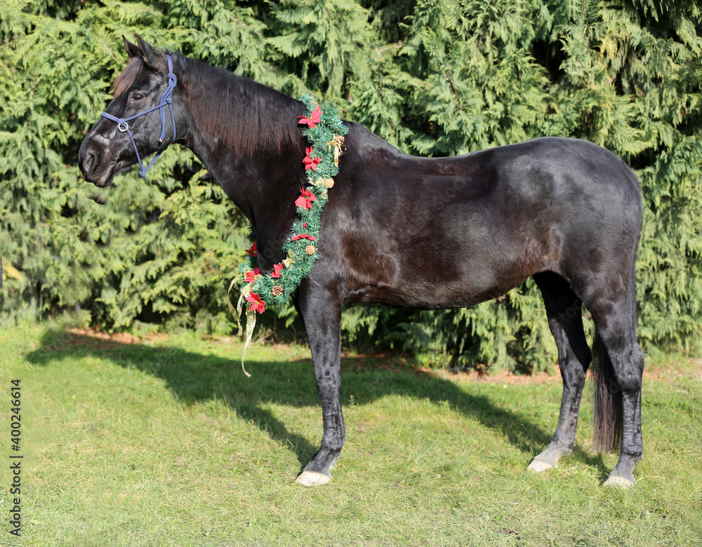 Beautiful portrait of a young saddle horse in christmas wreath decoration as a christmas background Beautiful portrait of a young saddle horse in christmas wreath decoration as a christmas background