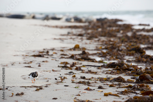 Ruddy Turnstone - Steinwälzer - Arenaria interpres ssp. interpres, Germany (Schleswig-Holstein) © AGAMI