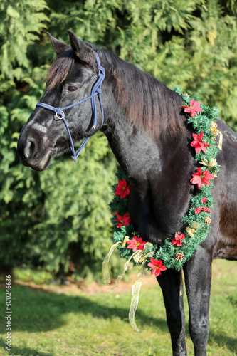 Beautiful portrait of a young saddle horse in christmas wreath decoration as a christmas background