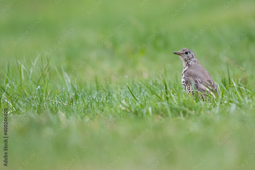 Mistle Thrush - Misteldrossel - Turdus viscivoruss ssp. viscivorus, Germany (Baden-Württemberg), adult Mistle Thrush - Misteldrossel - Turdus viscivoruss ssp. viscivorus, Germany (Baden-Württemberg), adult
