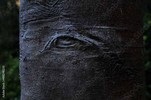 Tronco observador