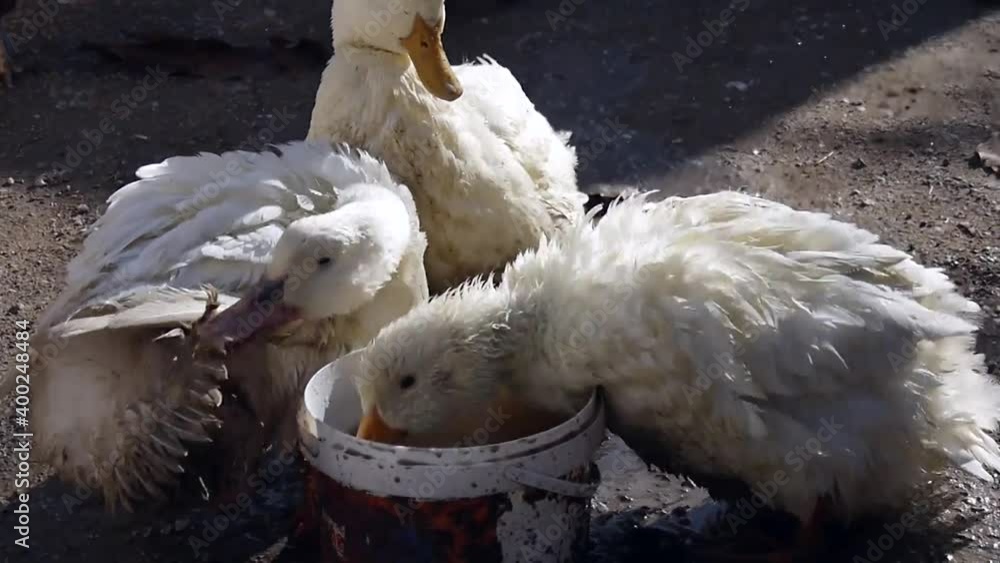 domestic white ducks are having fun drinking water from a container