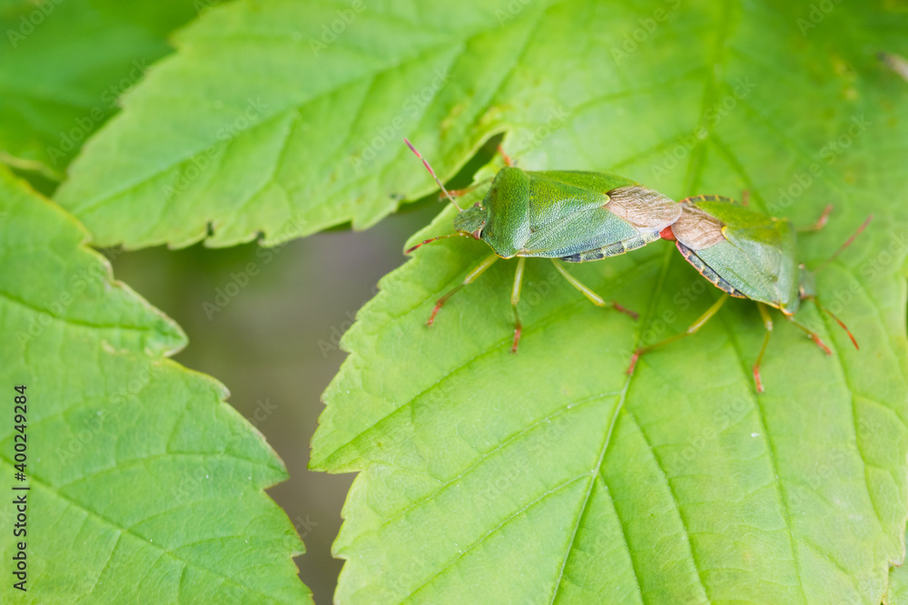 Macro image of an insect in Germany Macro image of an insect in Germany