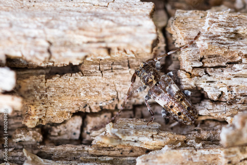 Macro image of an insect