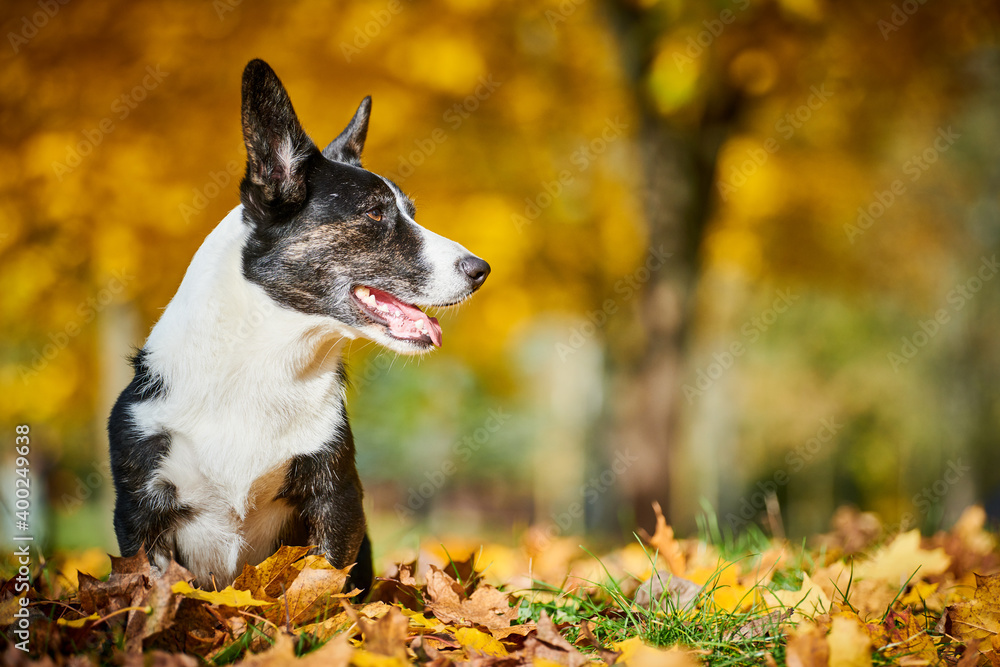 Cardigan Welsh Corgi dog in autumn park. Loyal pet friend