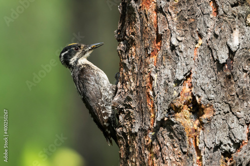 Three-toed Woodpecker, Picoides tridactylus ssp. tridactylus