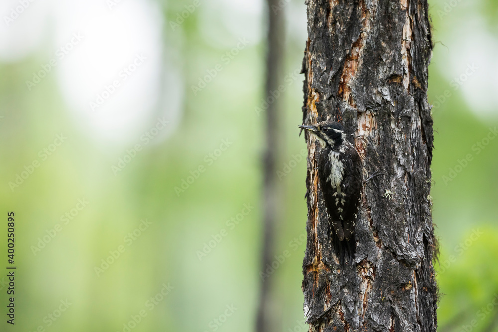 Three-toed Woodpecker, Picoides tridactylus ssp. tridactylus Three-toed Woodpecker, Picoides tridactylus ssp. tridactylus
