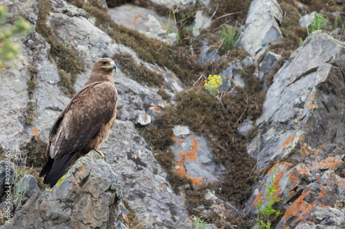 Steppe Eagle - Steppenadler - Aquila nipalensis, Russia (Baikal), adult