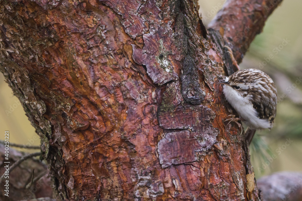 Obraz premium Eurasian Treecreeper - Waldbaumläufer - Certhia familiaris ssp. familiarris, Germany (Lower Saxony)